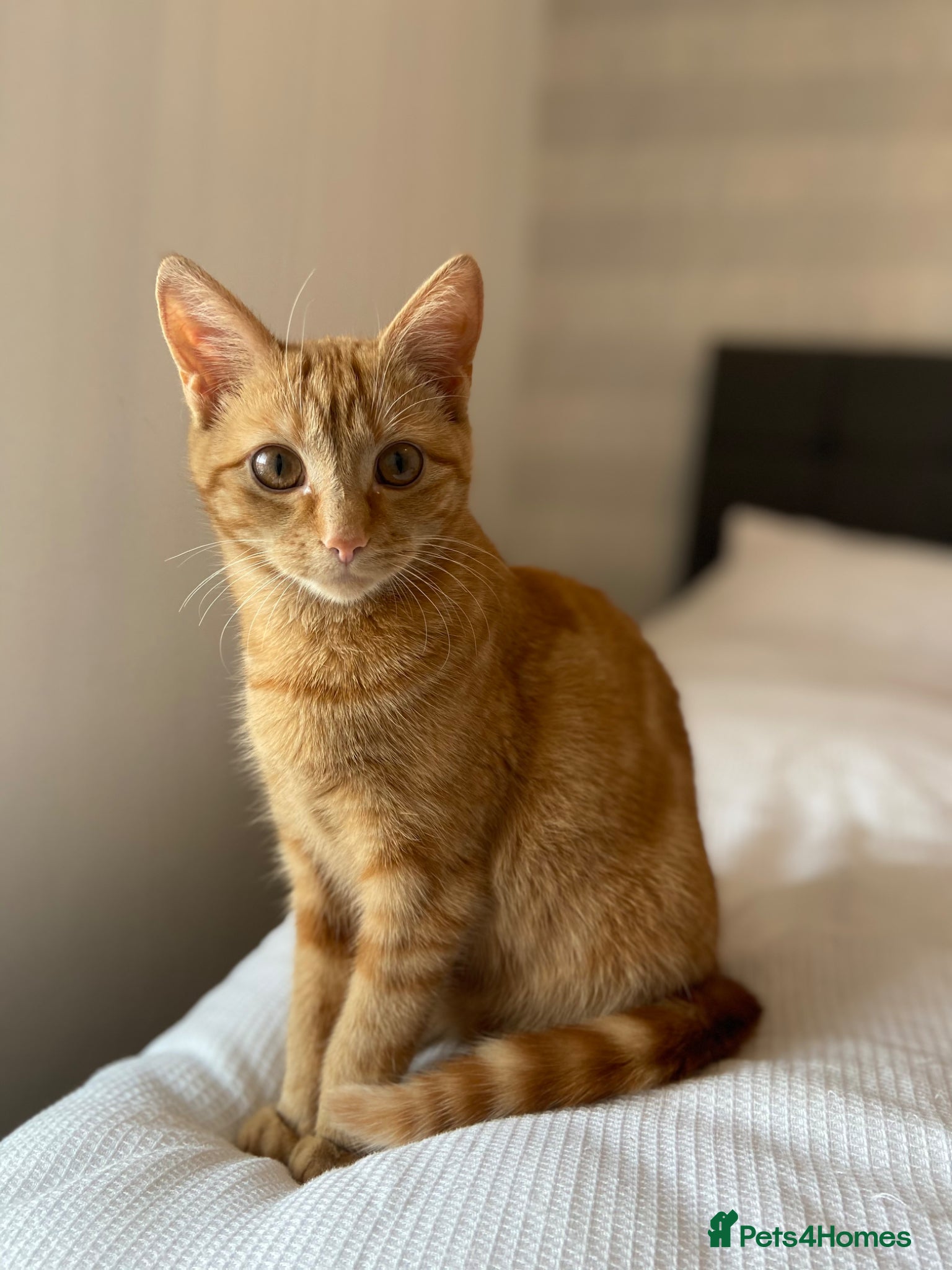Mixed Breed cats Gorgeous friendly ginger female rehome  - Advert 6