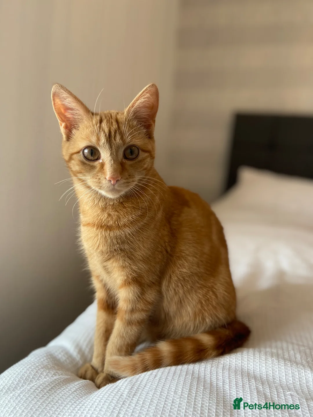 Mixed Breed cats for sale: Gorgeous friendly ginger female rehome  - Advert 1