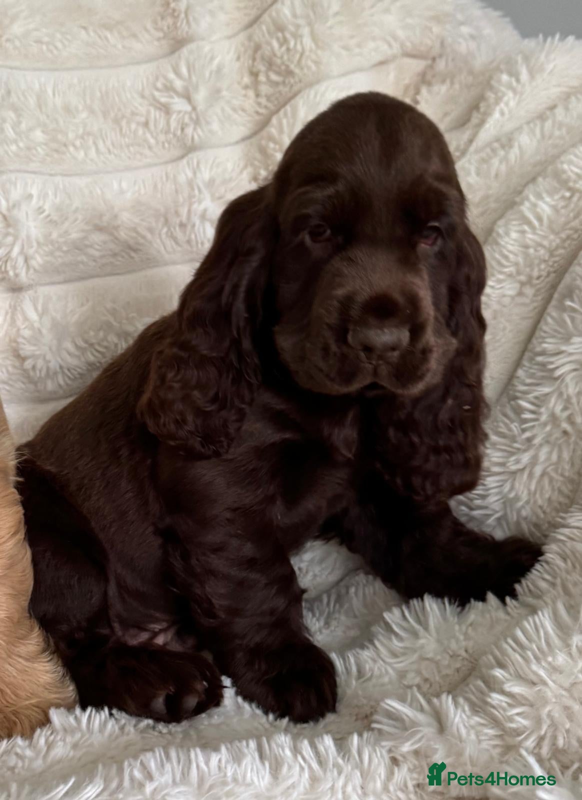 Cocker Spaniel dogs Quality Simbawood Lines TRUE Show Type Cocker  - Advert 8