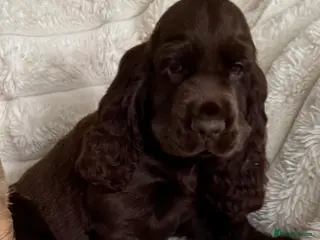 Cocker Spaniel dogs Quality Simbawood Lines TRUE Show Type Cocker - Advert 8