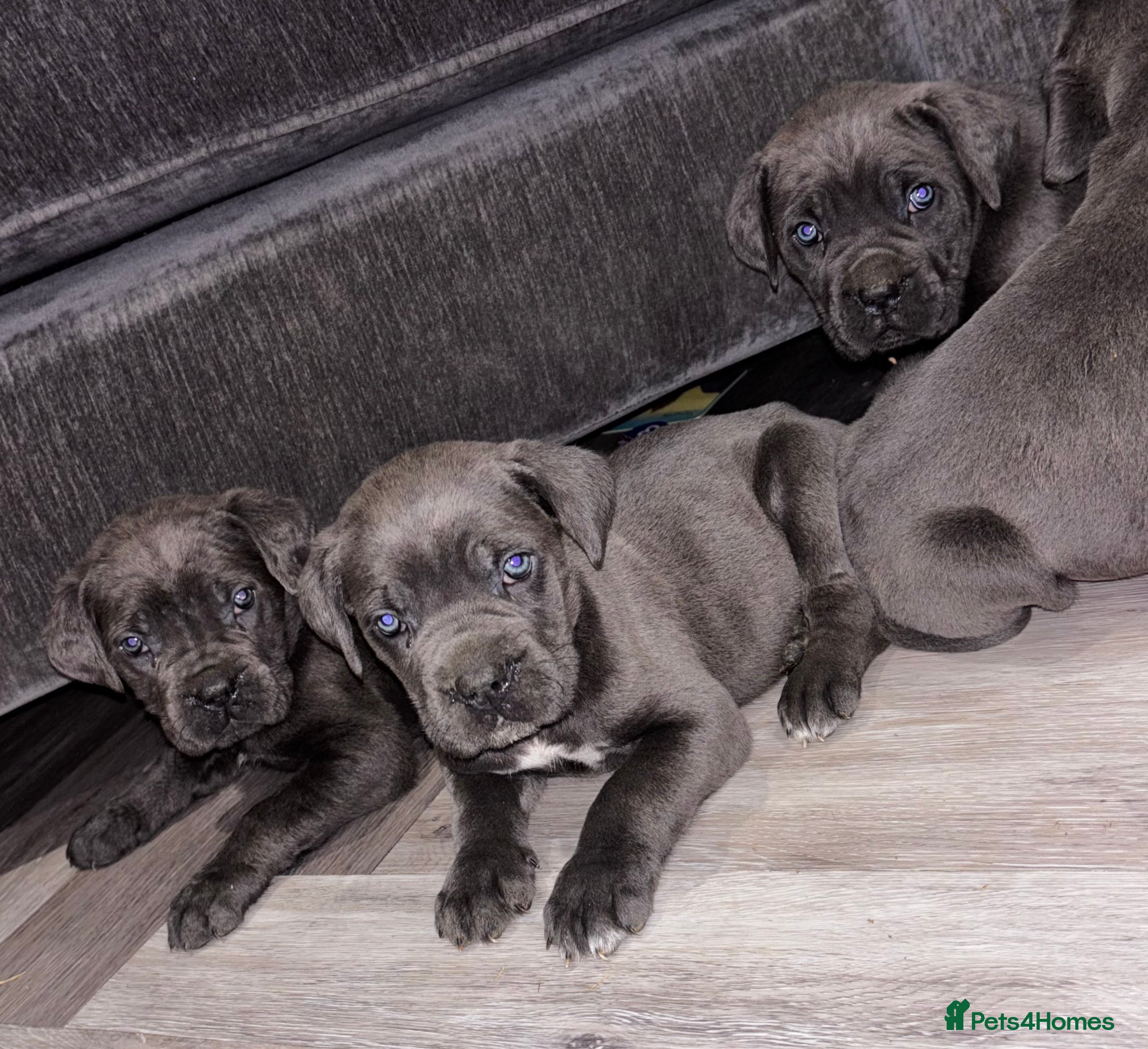 Cane Corso dogs Cane Corso puppy’s  - Advert 1