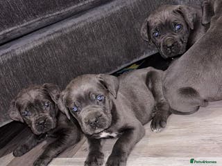 Cane Corso dogs Cane Corso puppy’s - Advert 3