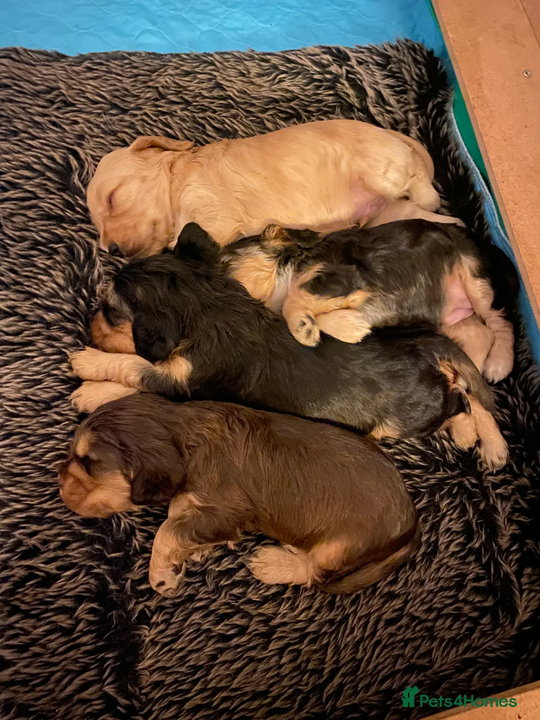 Cocker Spaniel dogs for sale: 4 gorgeous KC cocker spaniel puppies - Advert 9