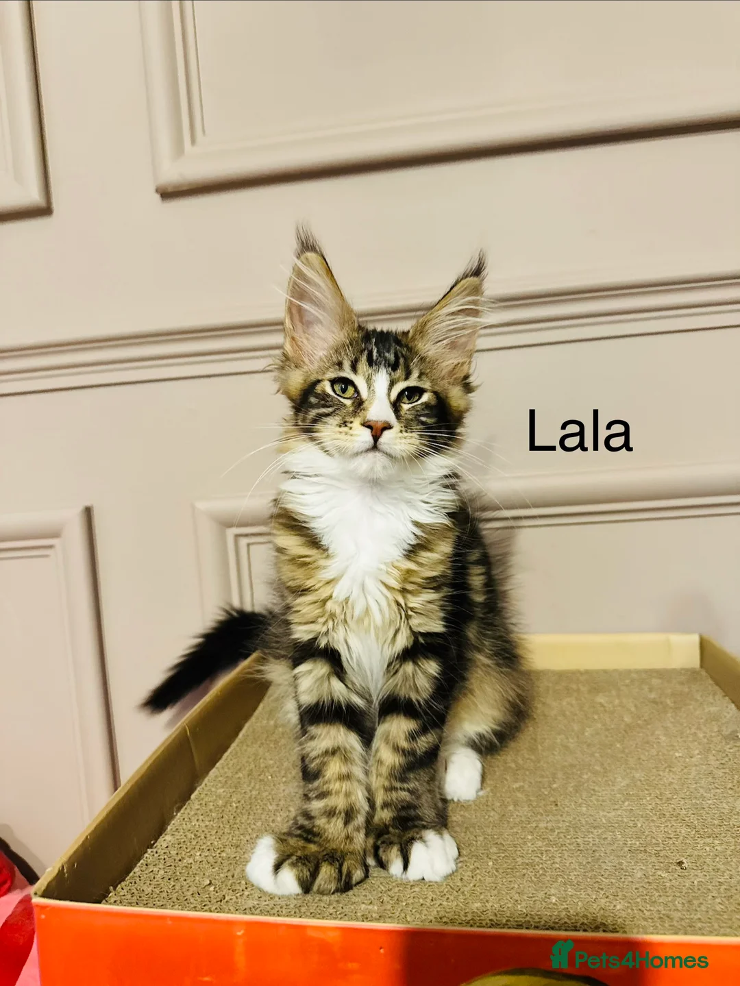 Maine Coon cats for sale: Maine coon polydactyls kittens DNA clear TICA reg - Advert 7