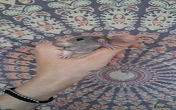 Rat rodents for sale: All rats have been reserved. - Image 9