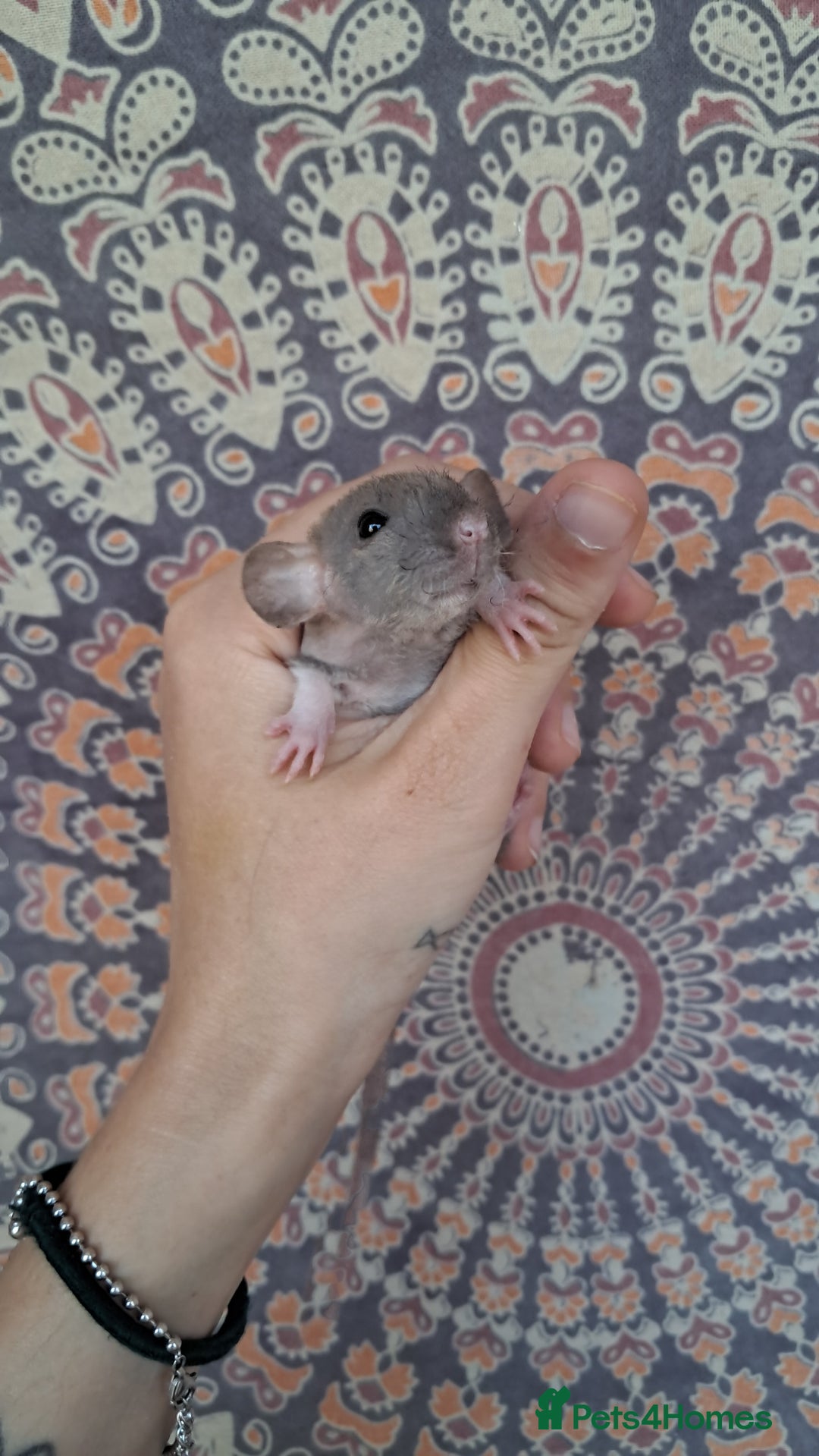 Rat rodents for sale: All rats have been reserved. - Image 9