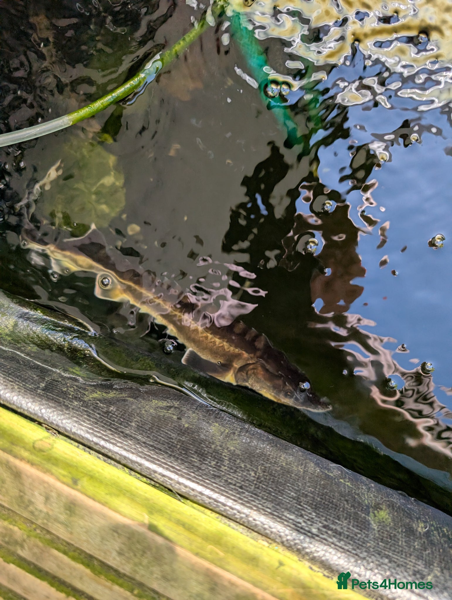 Pond Fish fish Free pond fish - Advert 10