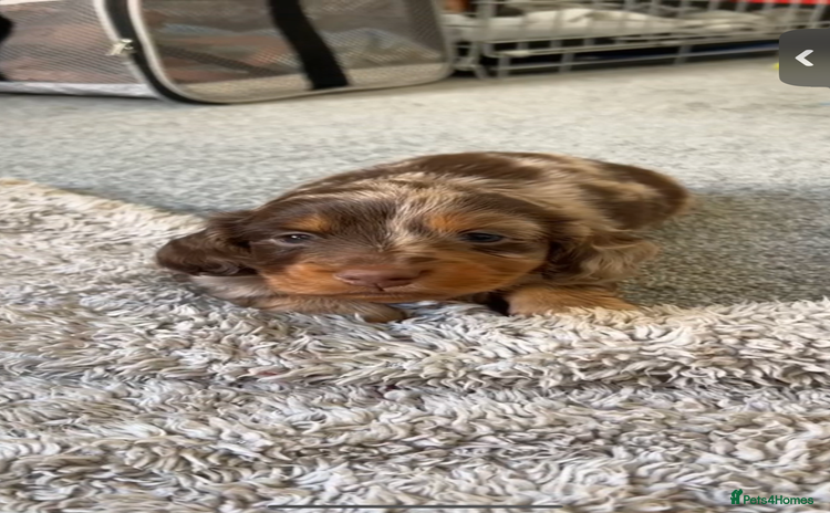 Miniature Dachshund dogs - Advert 8
