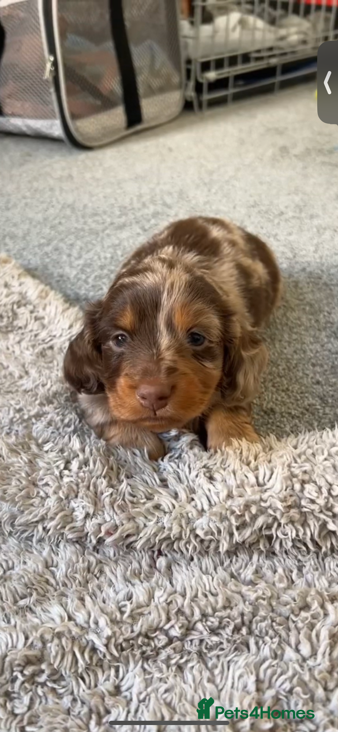 Miniature Dachshund dogs for sale: KC Long haired miniature dachshund puppies - Image 1