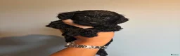 Cockapoo dogs for sale: F1b cockapoo puppies ready in 2 weeks - Advert 4