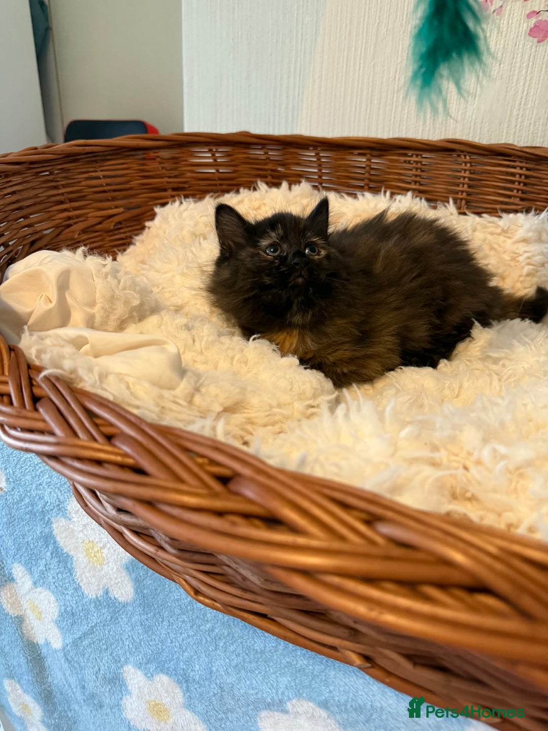 Persian cats for sale: Very fluffy kittens  - Advert 10