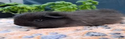 Guinea Pig rodents for sale: Swiss, Cali, Self Black & Smooth Baby Guinea Pigs - Advert 3