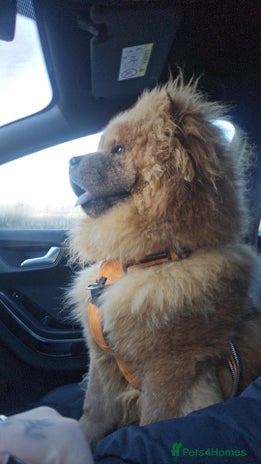 Chow Chow dogs - Advert 16