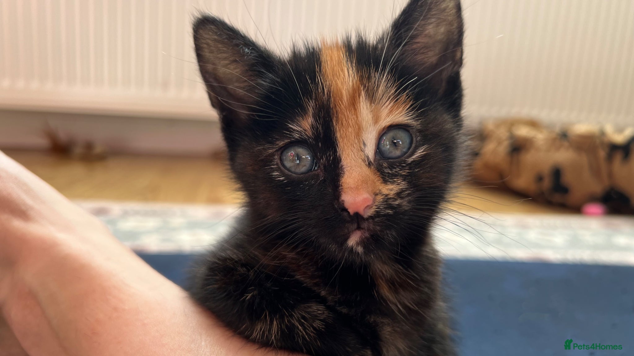 Domestic Shorthair cats Gorgeous girls  - Advert 1