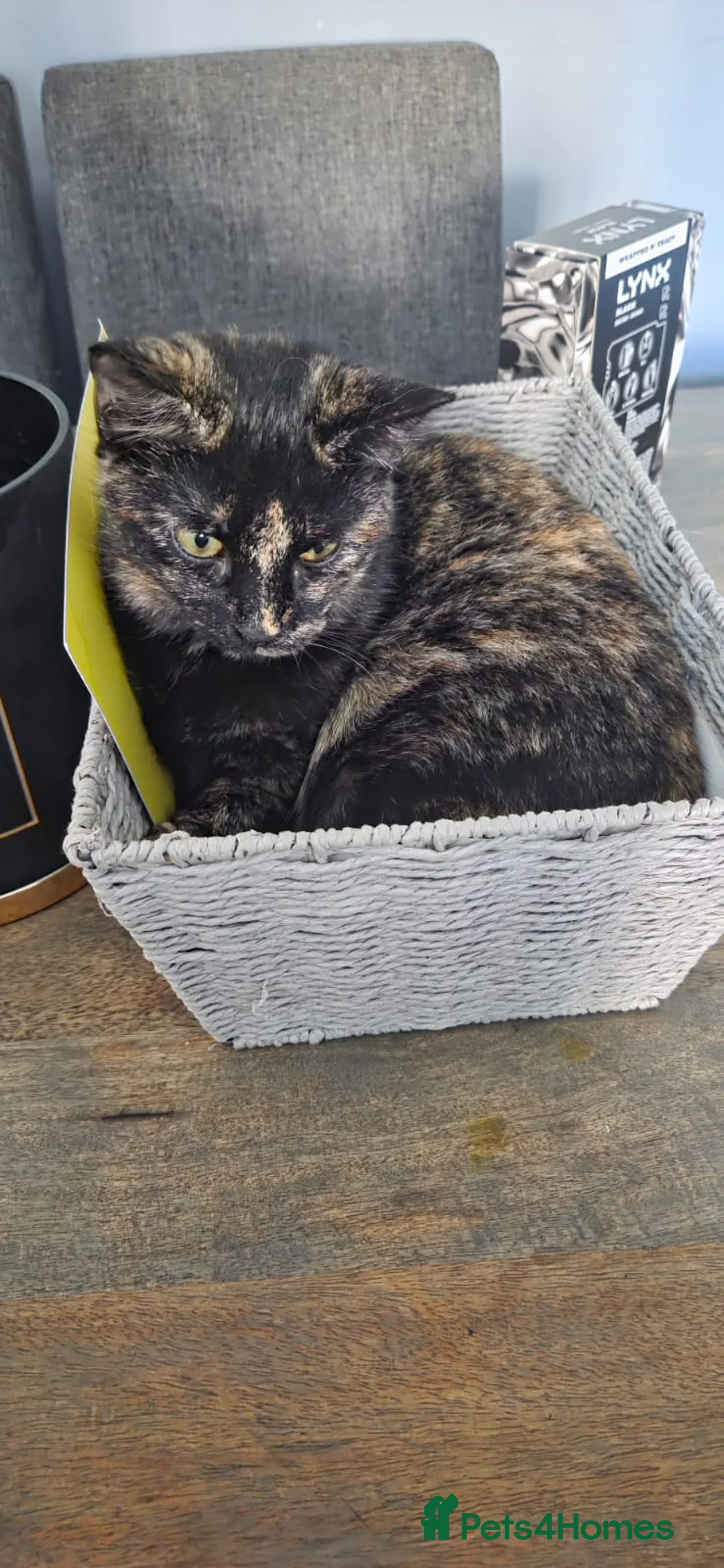 Mixed Breed cats for sale: tortoiseshell cat - Advert 2