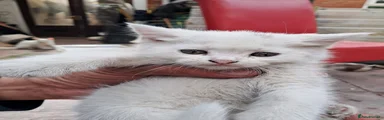 Turkish Van 2