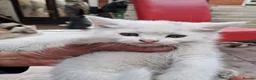 Turkish Van cats for sale: 6 Beautiful Kittens Looking for Loving Homes 🐾 - Advert 5