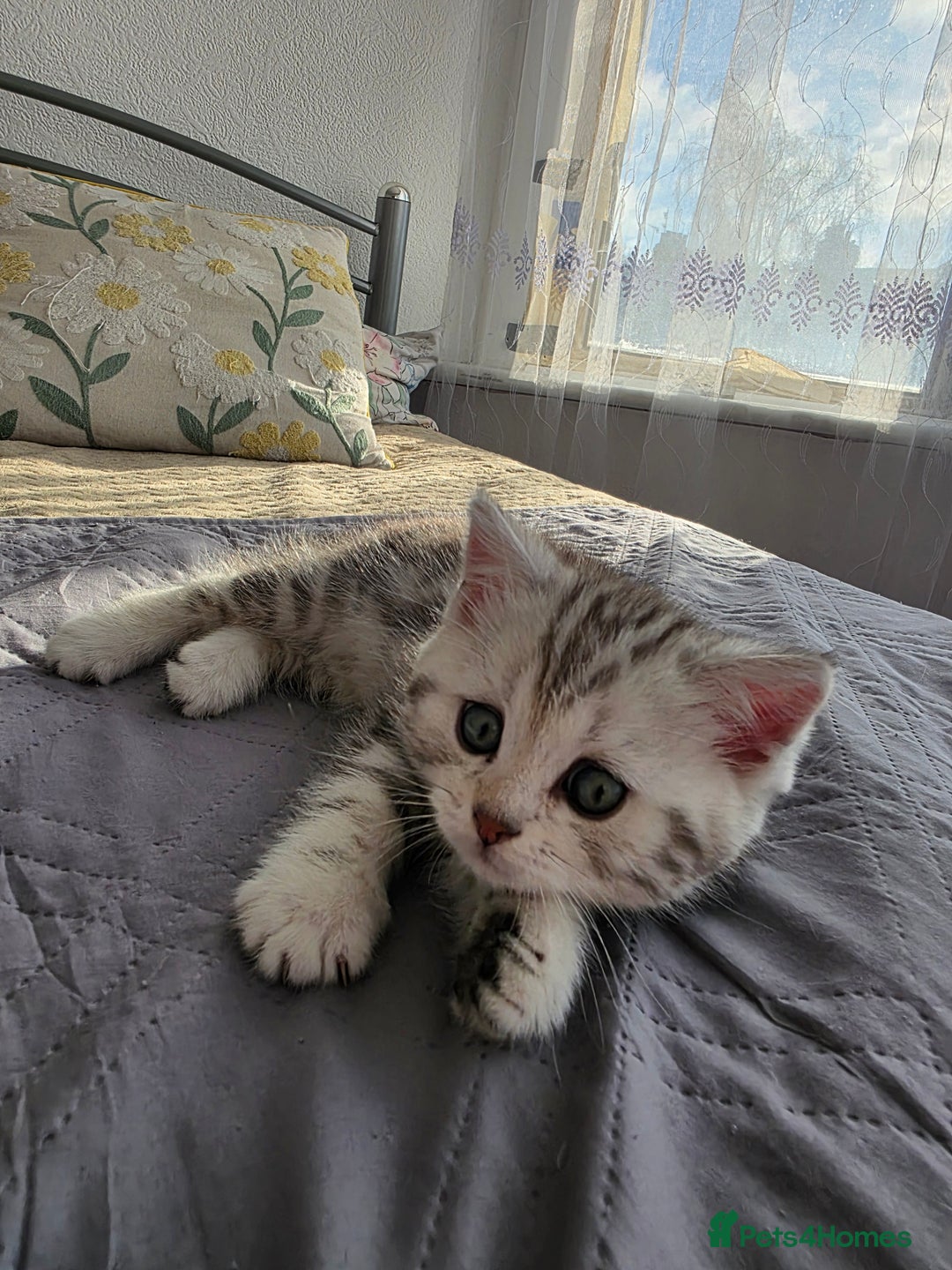 Scottish Fold cats for sale: Tabby Scottish Fold Kittens - Advert 12