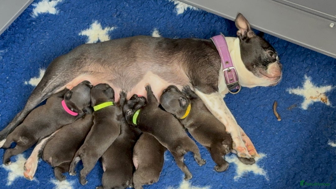 Mixed Breed dogs for sale: Frenchtons - Boston Terrier x Frenchie - Image 9