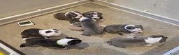 Boston Terrier dogs for sale: Health-Tested KC Registered Boston Terrier Puppies in Salford - Advert 26