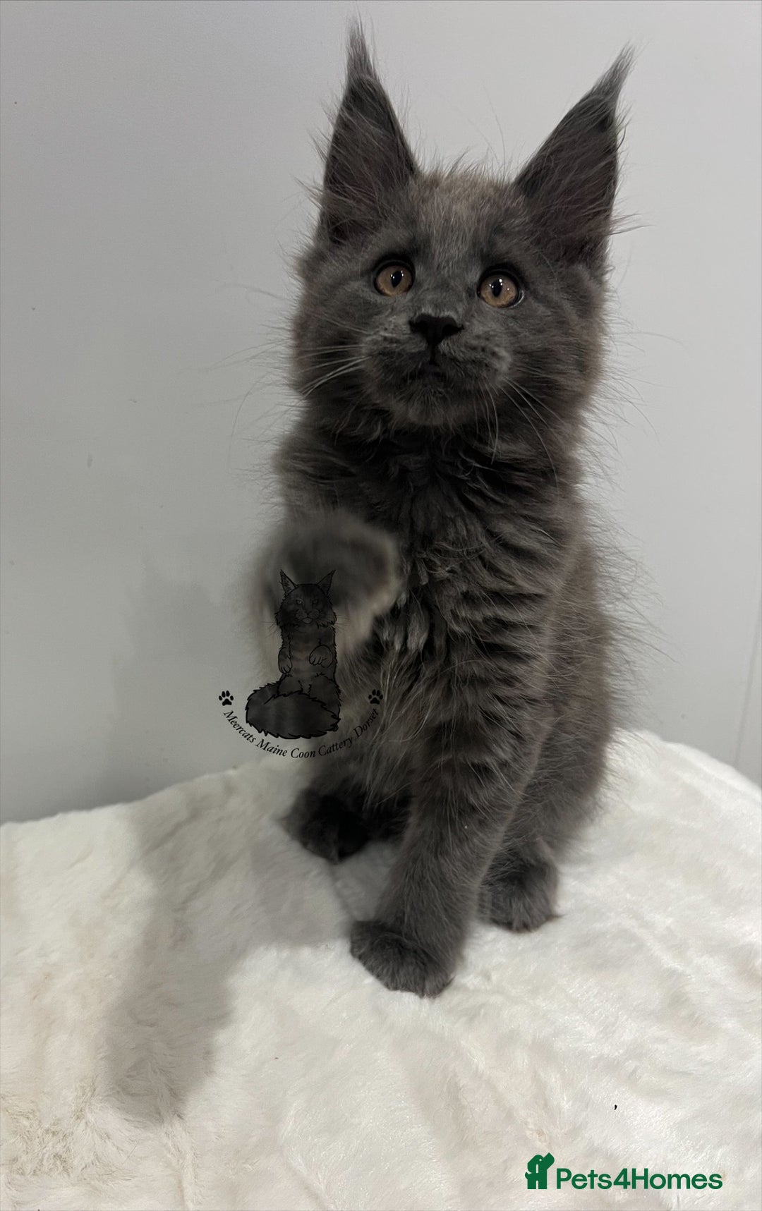 Maine Coon cats for sale: TICA boy male blue kitten Maine Coon nice  - Advert 5