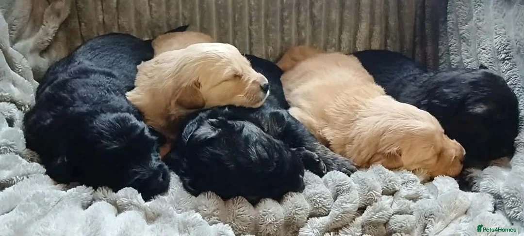 Mixed Breed dogs for sale: Golden shepherds - Advert 22