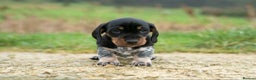 Miniature Dachshund dogs for sale: Beautiful Miniature Dachshund Puppies  - Advert 4