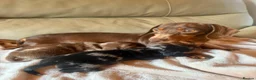 Miniature Dachshund dogs for sale: KC PRA CLEAR DAPPLE BOYS - Advert 21