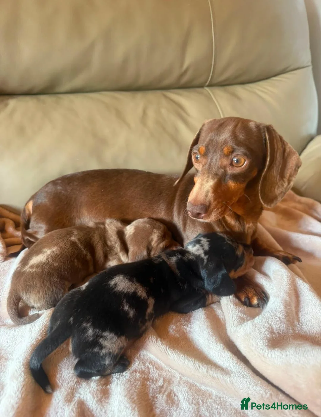 Miniature Dachshund dogs for sale: KC PRA CLEAR DAPPLE BOYS - Advert 21