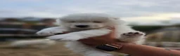 Samoyed dogs for sale: 🐾 Beautiful Samoyed Puppies Available 🐾 - Advert 18