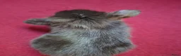 Mini Lop rabbits for sale: 🐰6 Mini Lop x Angora Baby Bunnies for Sale🐰 - Advert 13