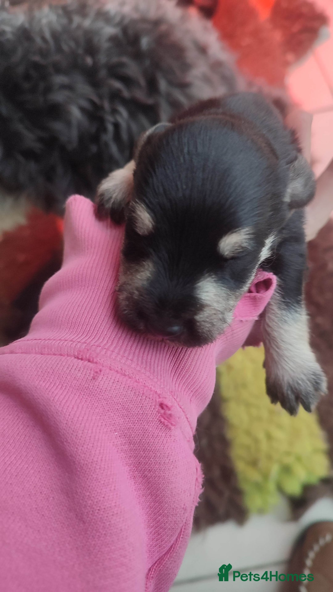 Miniature Schnauzer dogs for sale: Fully health tested and KC registered  - Advert 3