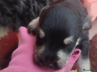 Miniature Schnauzer dogs Fully health tested and KC registered - Advert 1