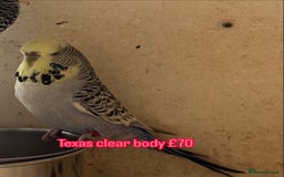 Budgerigars birds for sale: Exhibition budgie flock  - Image 5