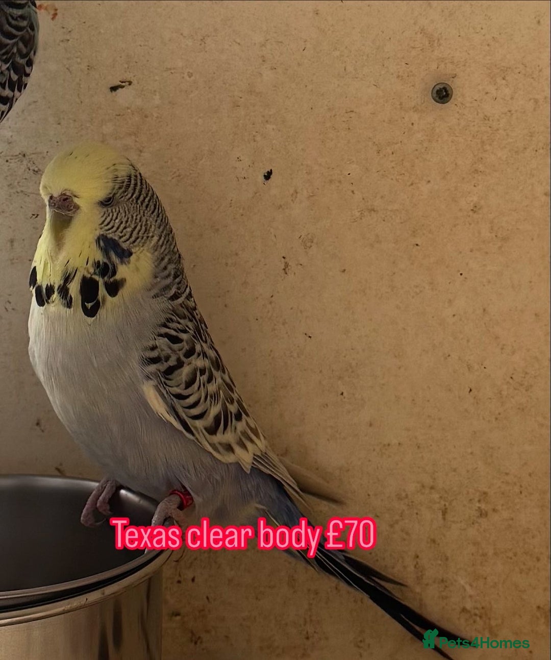 Budgerigars birds for sale: Exhibition budgie flock  - Image 5