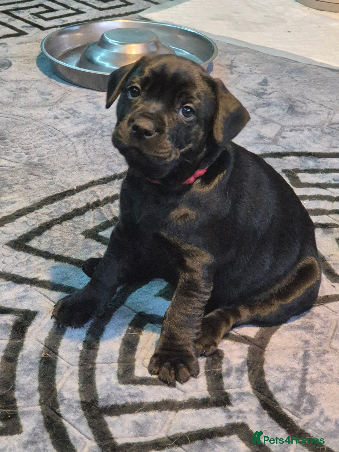 Frenchie x Lab Puppies for sale in Forres Pets4Homes