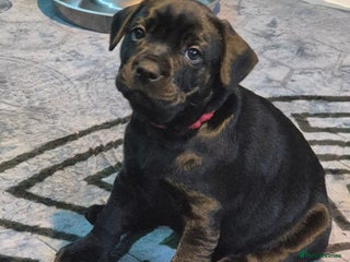 Mixed Breed dogs - Advert 2