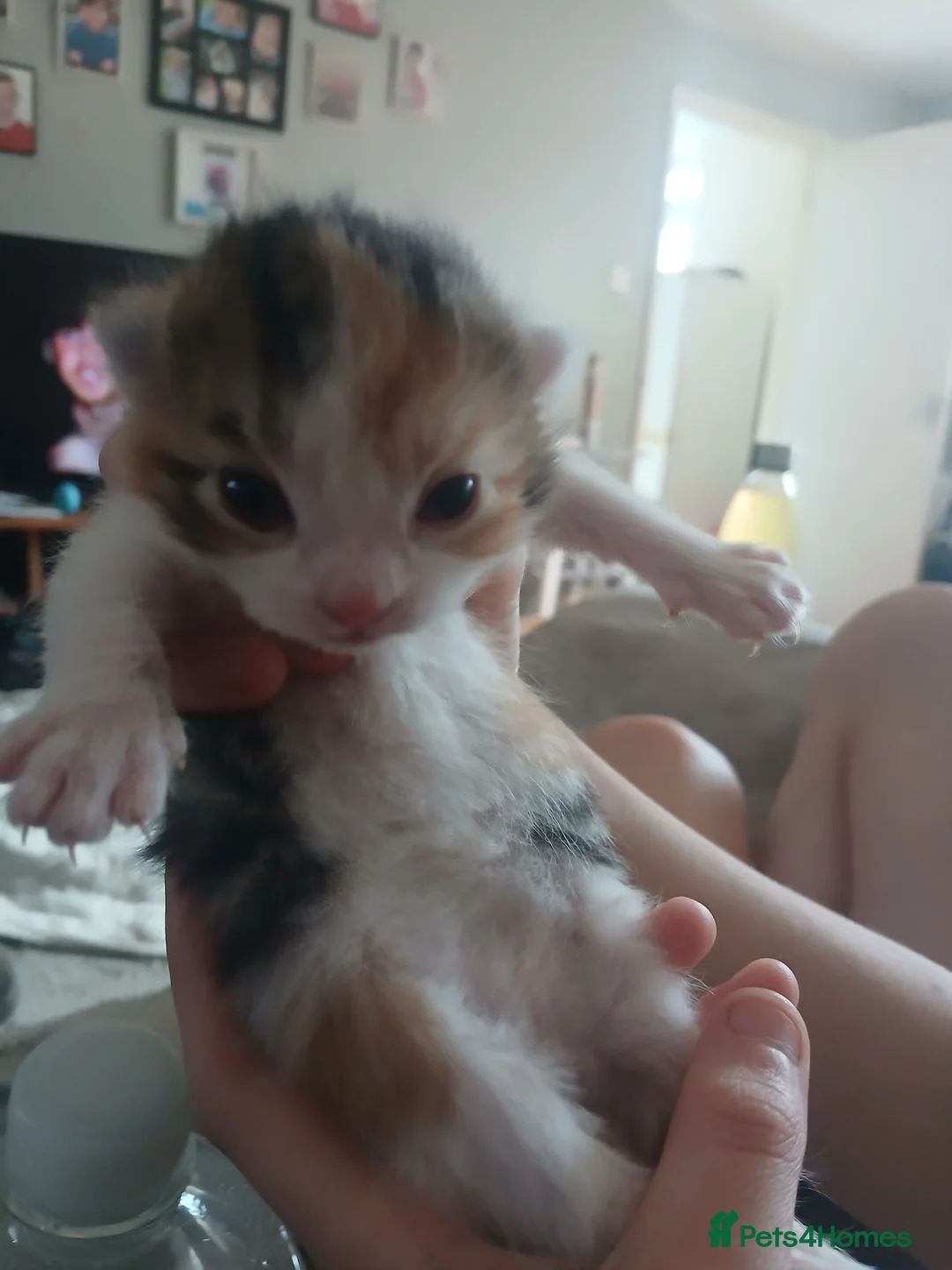 Mixed Breed cats for sale: Female kitten  - Advert 2