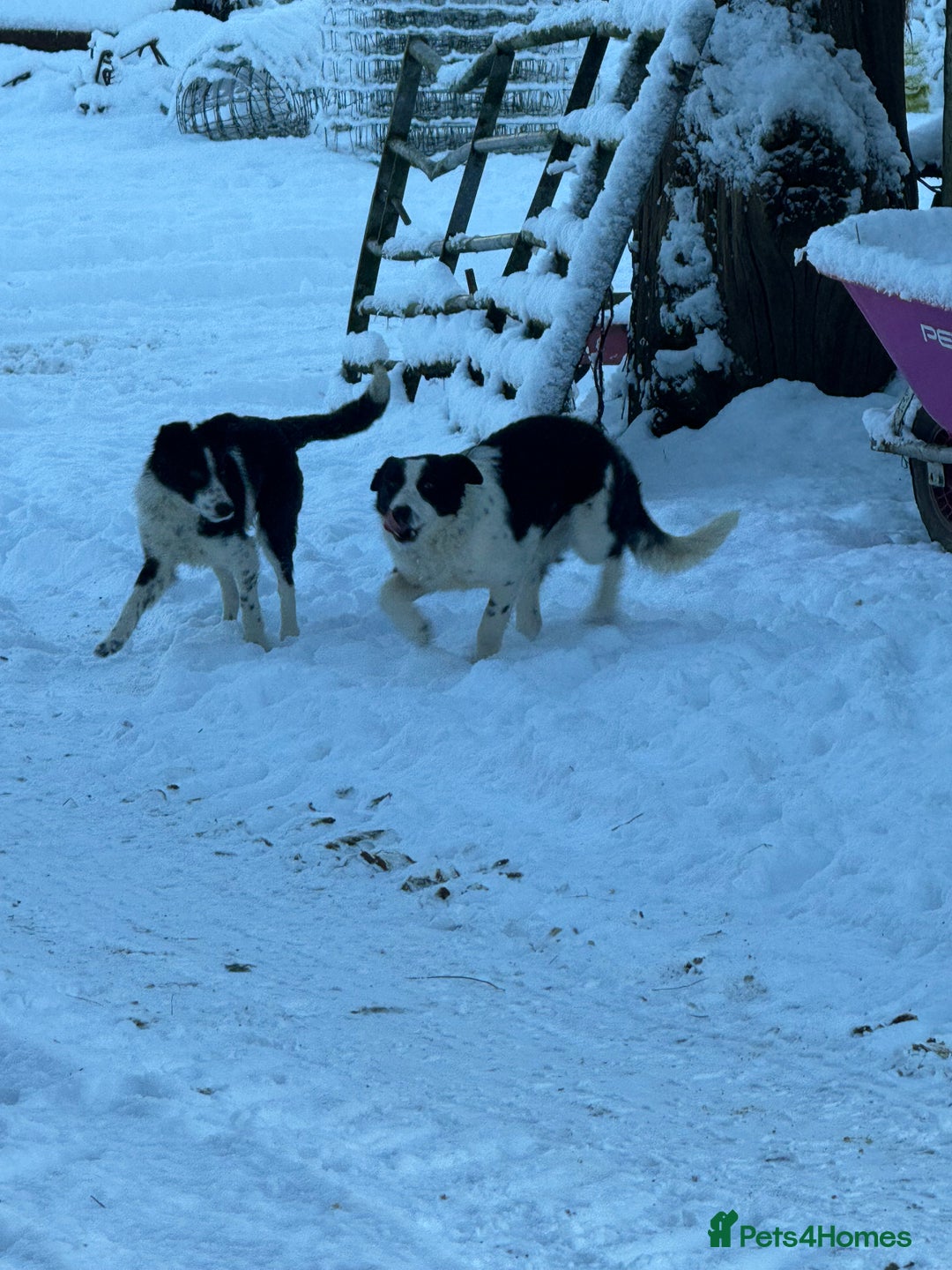 Border Collie dogs for sale: Gorgeous Sheep Dog Pups  - Advert 2