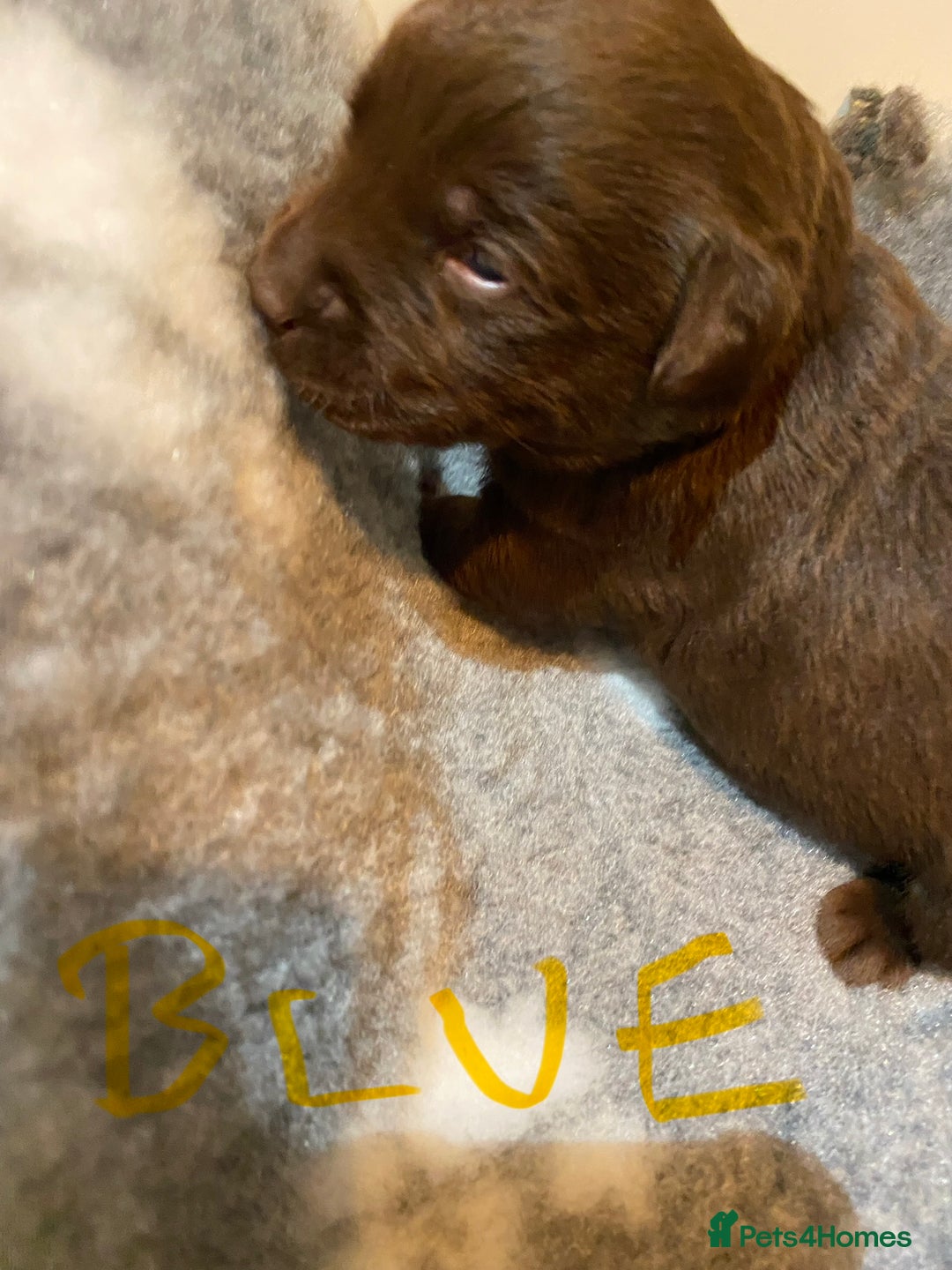 Labrador Retriever dogs for sale: Chocolate Labrador puppies - Advert 19