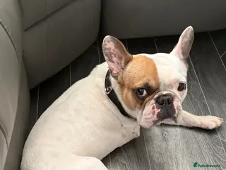 French Bulldog dogs Rehoming French Bulldog - Advert 9