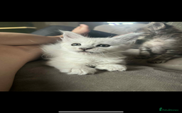 Maine Coon cats for sale: Silver shaded Maine coon female - Image 5