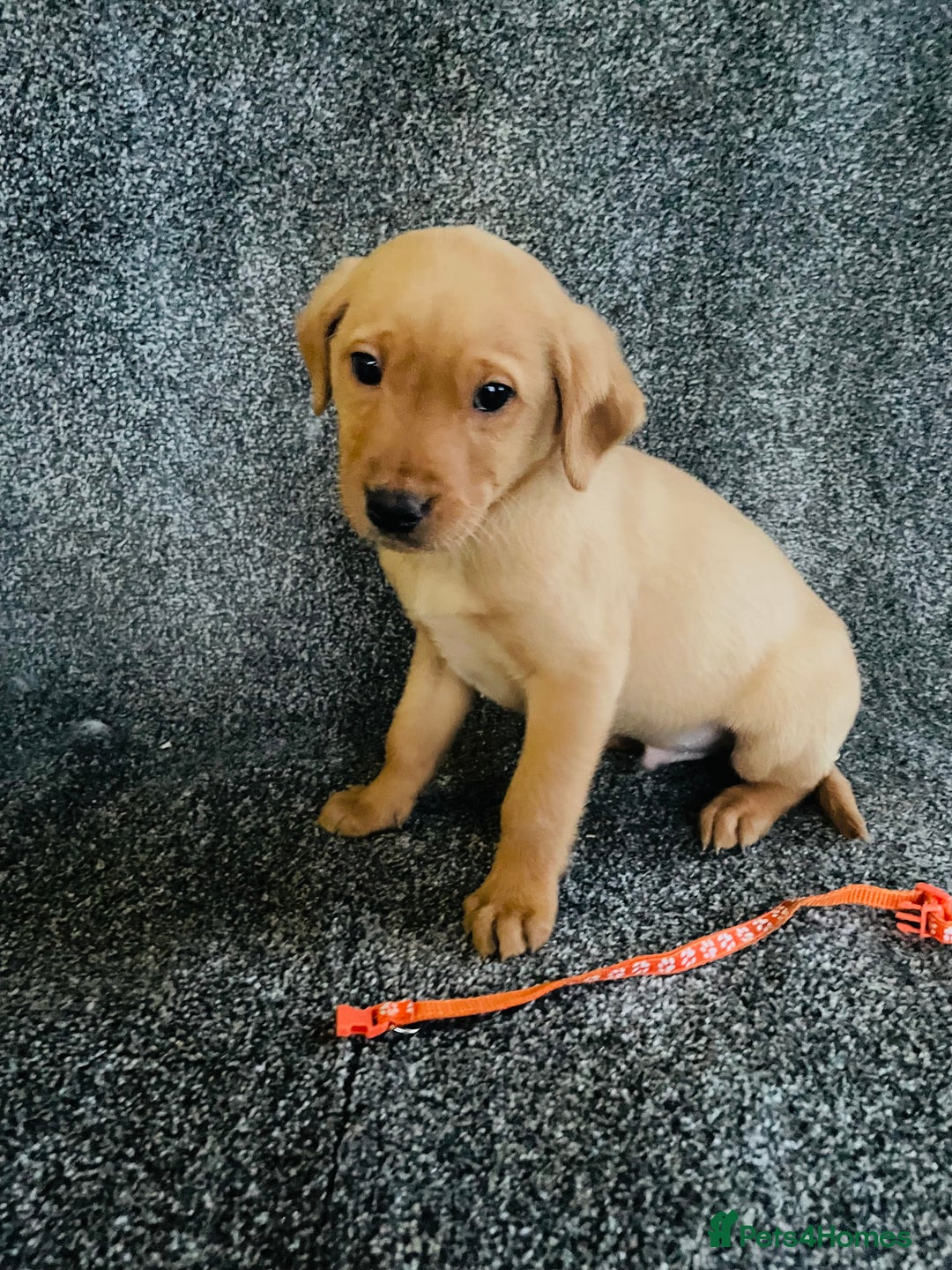 Labrador Retriever dogs for sale: Fox Red KC Reg Labrador Pups - Advert 12
