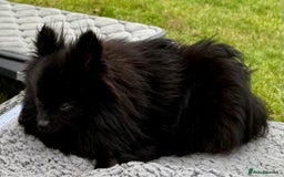 Pomeranian dogs for adoption: Charlie’s Story – The Tiny Dog With a Giant Heart - Image 4