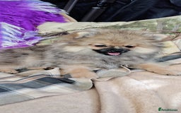 Pomeranian dogs for sale: Pom puppys with Kc reg , pedigree for sale in Taunton - Image 31