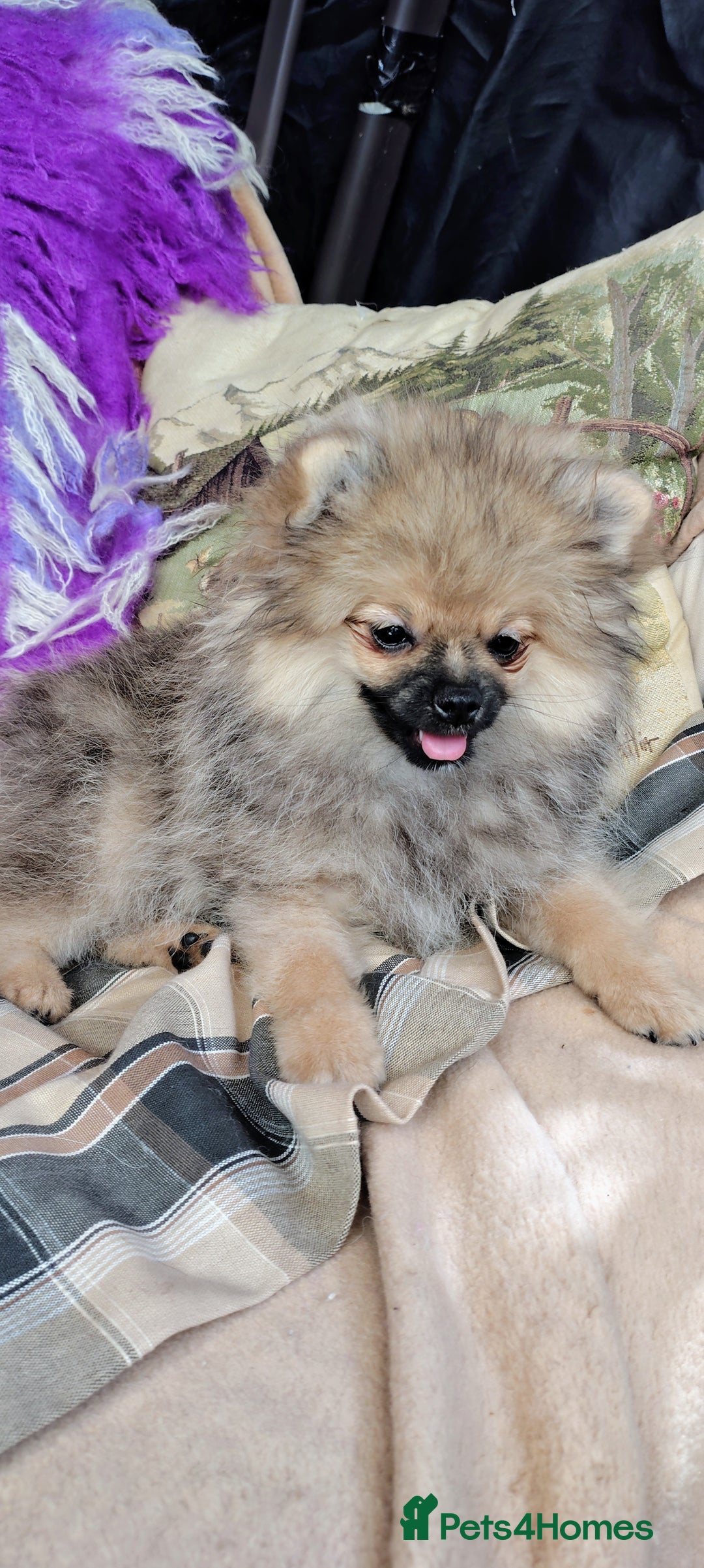 Pomeranian dogs for sale: Pom puppys with Kc reg , pedigree for sale in Taunton - Image 31