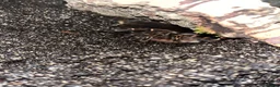 Tarantulas invertebrates for sale: 13 tarantulas and enclosures  in Manchester - Advert 20