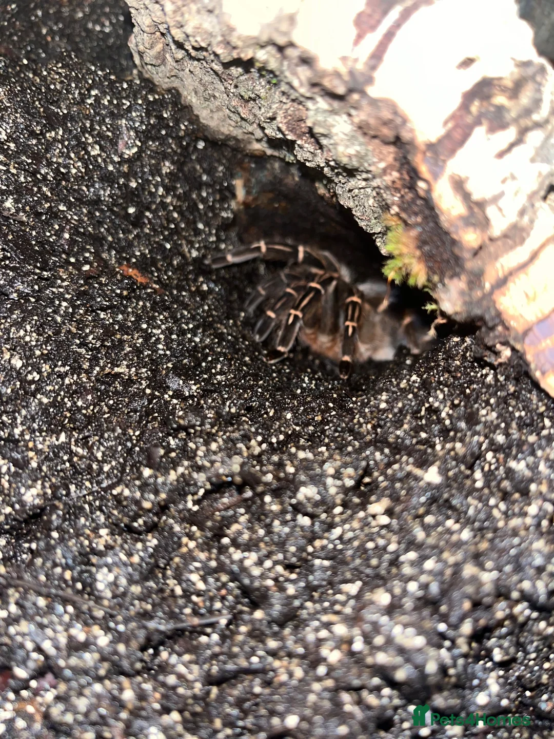 Tarantulas invertebrates for sale: 13 tarantulas and enclosures  in Manchester - Advert 20