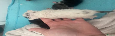 Spot