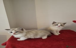 Ragdoll cats for sale: Ragdoll kittens  - Image 4